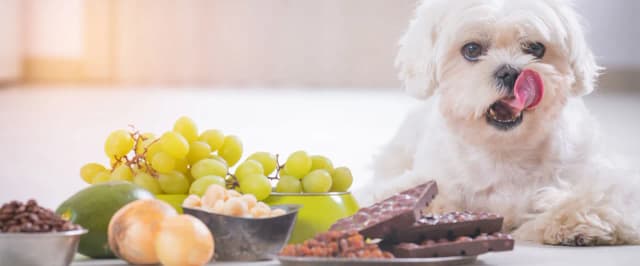 Czy pies może jeść cebulę? Niebezpieczeństwa i bezpieczne alternatywy