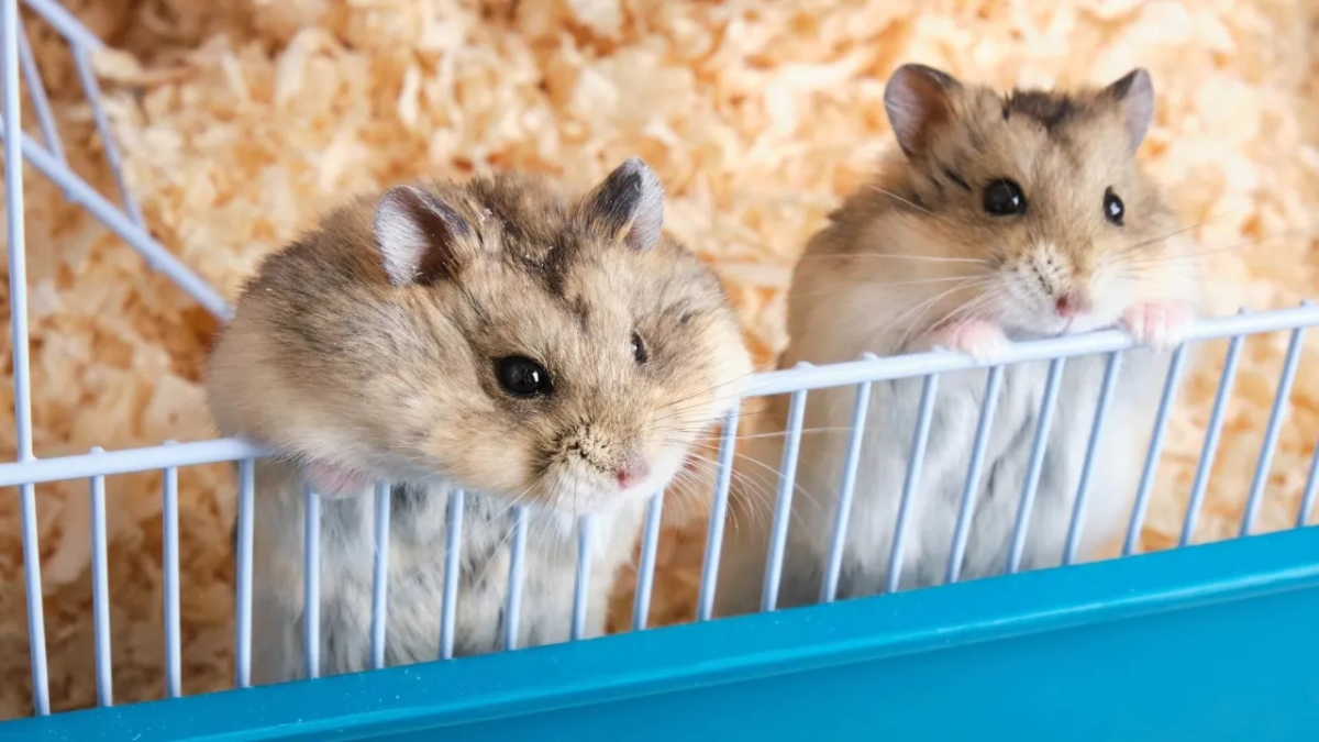 Czy chomiki mogą być razem w klatce? Ważne fakty i zagrożenia