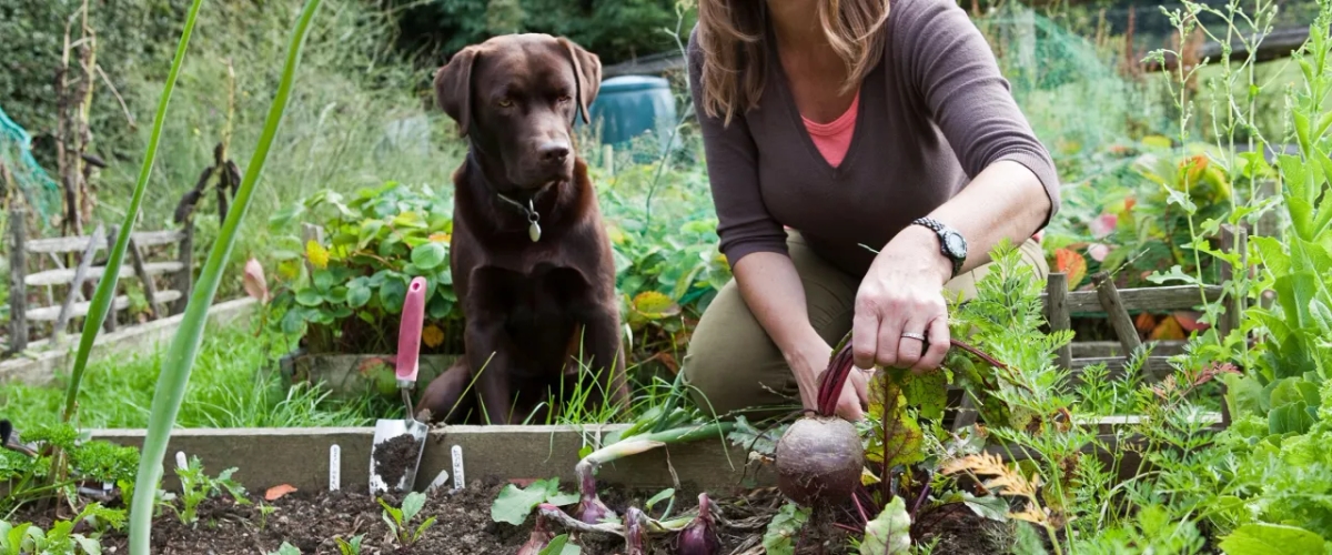 Czy koty mogą jeść buraki? Poznaj fakty i zagrożenia dla zdrowia