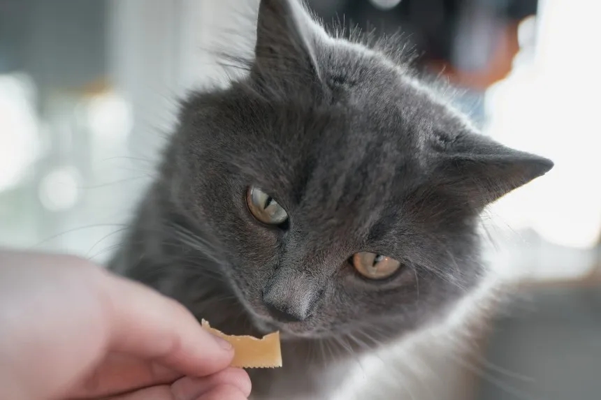 Czy koty mogą jeść żółty ser? Fakty i zalecenia dla właścicieli