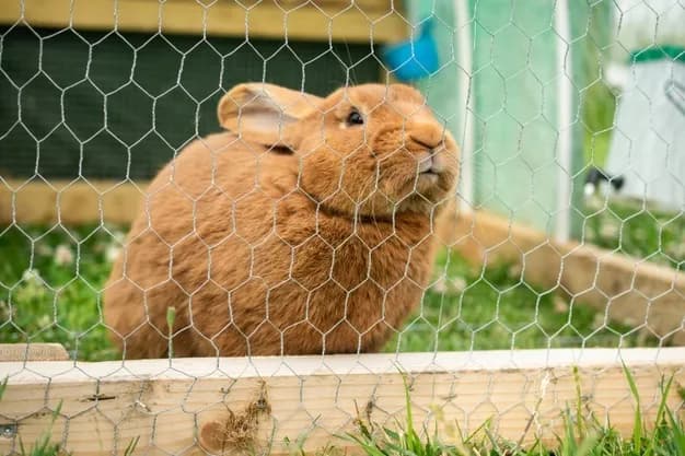 Dlaczego królik gryzie klatkę? 5 przyczyn i skuteczne rozwiązania