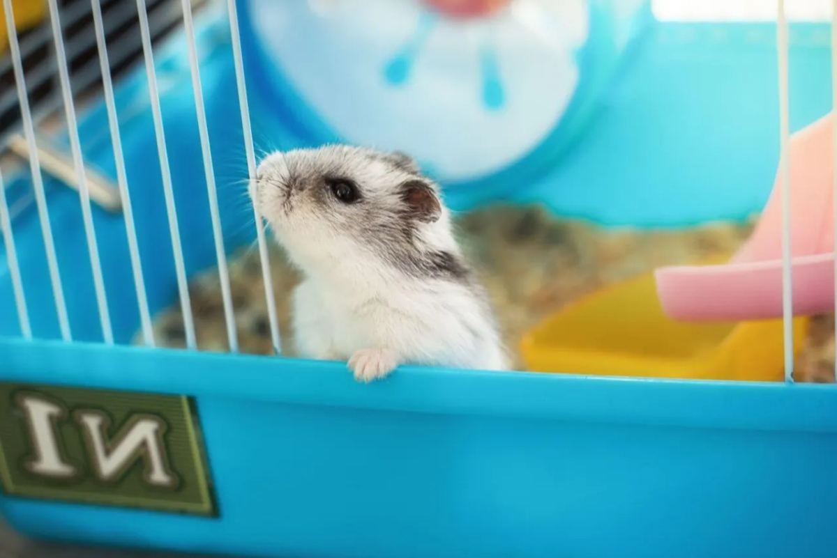 Ile kosztuje chomik z klatką? Sprawdź ceny i porównaj oferty