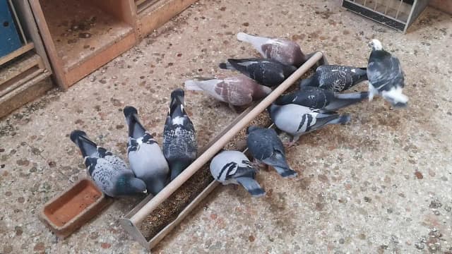 Skuteczne odrobaczanie gołębi: metody, środki i porady