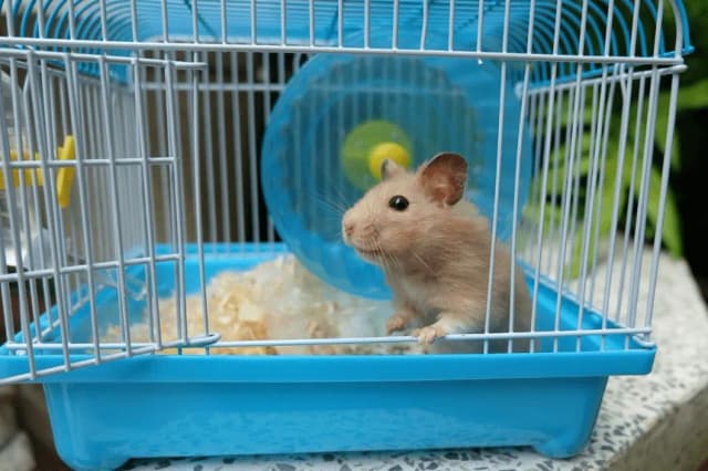 Chomik gryzie klatkę? 5 skutecznych sposobów na rozwiązanie problemu