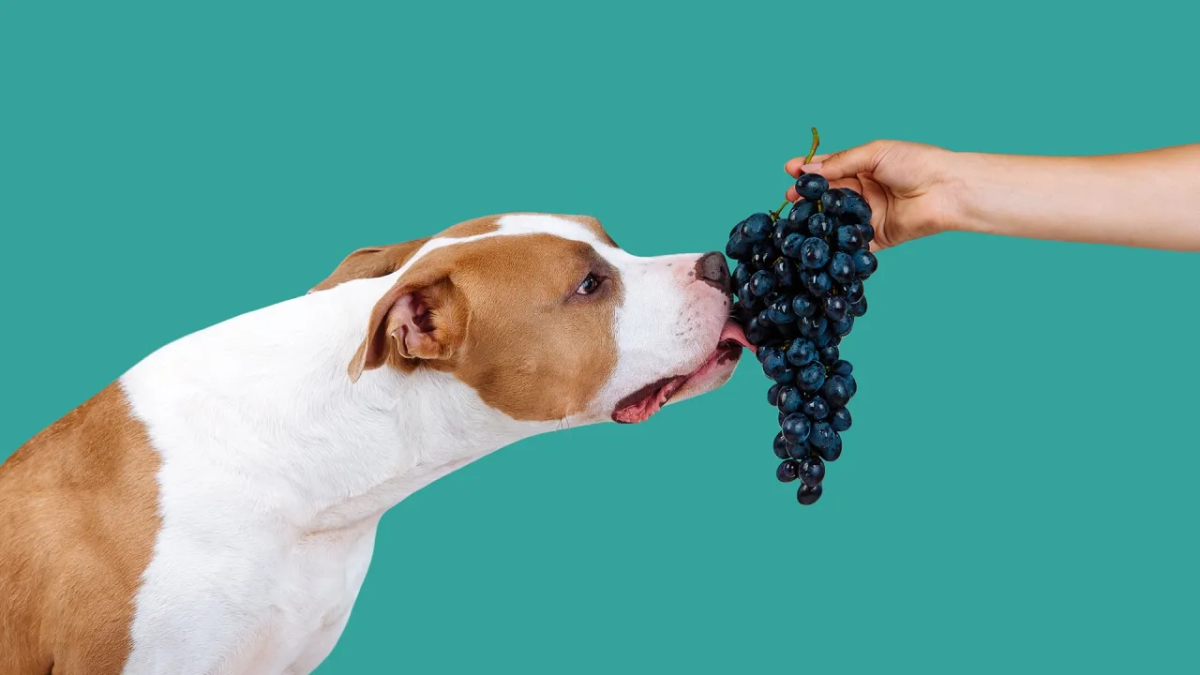 Czy pies może jeść winogrona bezpestkowe? Uwaga na zagrożenia!