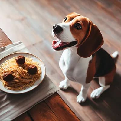 Czy pies może jeść makaron? Poznaj fakty i zagrożenia dla zdrowia