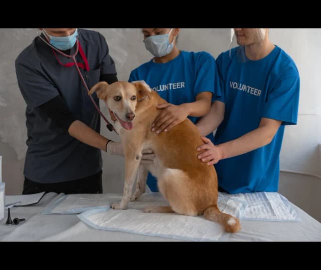 Jak działa tabletka na odrobaczanie psa: skuteczność i mechanizm