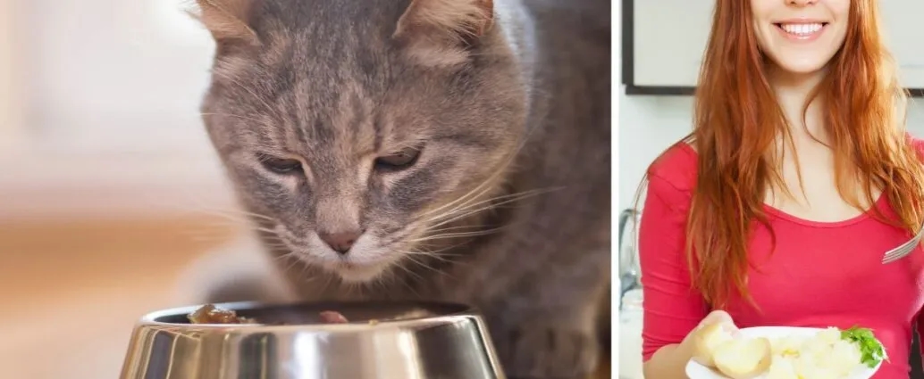 Czy koty mogą jeść ziemniaki? Poznaj fakty i zagrożenia dla zdrowia